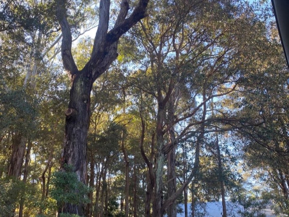 Mature trees in a Wrexham parkland setting due for routine re-inspection