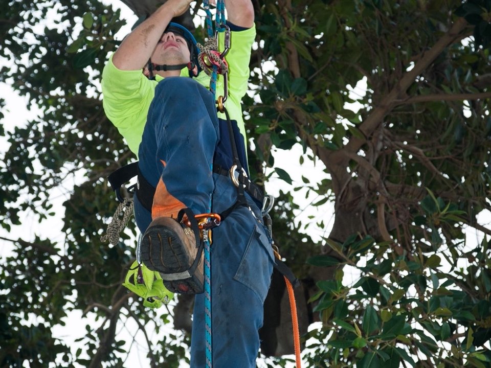 Qualified arborist working in a mature tree during an Enviro Trees UK survey in Wrexham